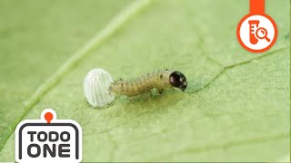 🦋Life Cycle Butterfly | Who will I be? | From Caterpillar to Butterfly | Science for kids