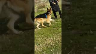 king Bailgium Shepherd long curted mile 15 Month for sale only contact  0311 1992890 for whatsapp