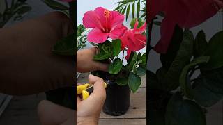 Hibiscus plant Propagation 🌱#hibiscus #gardening #shorts #shortvideo