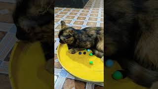 おもしろ猫スタイル集 😸 見れば見るほど好きになる！| #catslovers #shorts #cutecats
