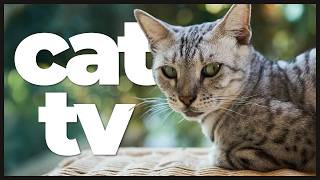 Cat TV: 10 Hours of Bird Watching, Squirrels & Soothing Music for Cats 🐦🦋🌲 | Calming Video for Cats