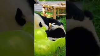 The panda cub's bamboo shoot, snatched by mom in one swift move, unapologetically! #panda #cute