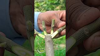 best idea to grafting plants for fruit trees with easy grafting techniques #autoplant