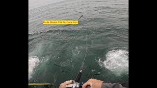 Barracuda Slams the Surface Iron!