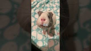 If you got send this video… #larry #guineapigs #cute #cat #cutealert #sharethis #send ￼