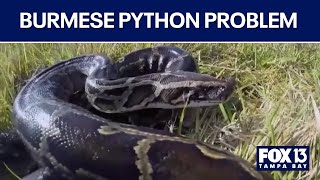 Tackling the Burmese Python problem