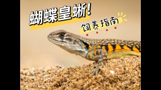粉丝问题：蝴蝶皇蜥饲养指南