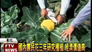 金色紫色花椰菜 擺飾烹煮兩相宜－民視新聞