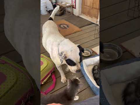 🐶🐶🐶