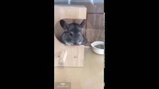 謎の動物。。。君は誰?