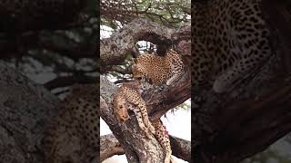 Nature’s Unexpected Twist: Leopard Kills and Devours a Cheetah
