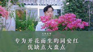 三角梅同安红，专为开花而生的品种，优缺点大盘点！Advantages and disadvantages of Tongan red bougainvillea