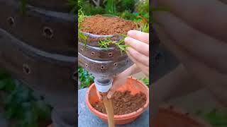 घर पर गार्डेनिन कैसे करें 🌳 #shorts #short #trendingshorts #ytshorts #gardening #trending