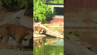 Tiger #animal #viral #tiger #fun #nature #lion #cat #zoo #asiantiger #tigerr