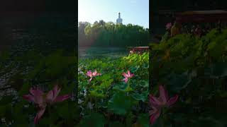 BEIHAI PARK #citytour #travel #4k #lake #beijing #china #tower