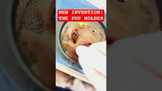 My Labs Accidentally Created The Cutest Cup Holder Ever #funnydogvideos #labradorretriever