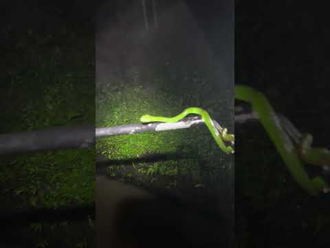 *** WILD VIPER *** Venomous  viper found by stream used by locals 🐍😱 #animal #deadly  #snake #wild