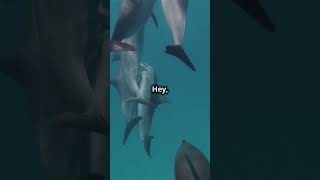 Dolphins Have Names?Discover Their Unique Whistles#DolphinCommunication #AnimalIntelligence#Dolphins