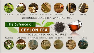 The Science of Ceylon Tea - Orthodox Vs CTC Manufacture | Sri Lanka