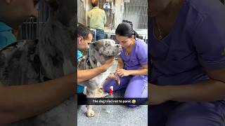 Funny dog 🤣🤣 #tiktok #laugher #funnydog #funnypet #cute #dog # #doglover #shortvideo #funnypet
