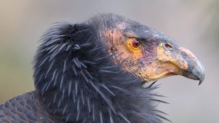 THE LAST STAND: BACK FROM EXTINCTION | THE CALIFORNIA CONDOR