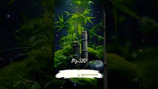 ❤today post❤ #todaypost #toptrending #viralmyvideo #nature #mostbeautifull #poetry #jeetopakistan
