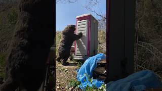 【熊ドッキリ】仮設トイレの登山客を襲ってみた。Bear prank part2