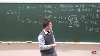 Lec 04 神經系統 (Nervous System) (1/2)