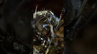 A Full-Blown Ant Vs Ant War! #NatureShowdowns #InsectWars #Mothernature