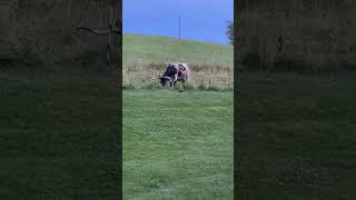 Working together! One cuts the grass, one catches the bugs! #familyfarm #chickens #longhorncattle