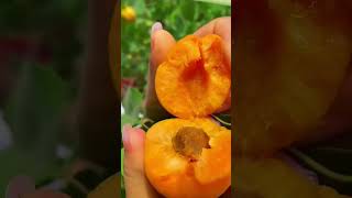 #shortvideo #viralvideo #fruitvideos #fruits #frutas