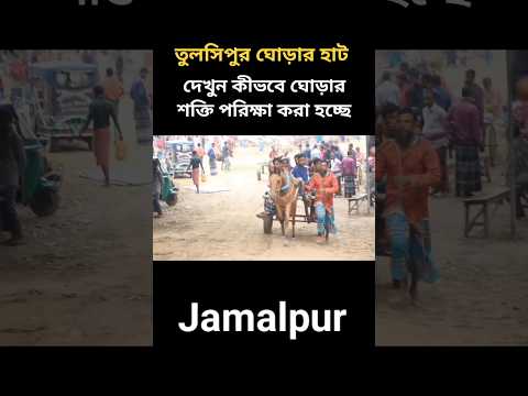 ঘোড়ার শক্তি পরিক্ষা করে ঘোড় বিক্রি করা হচ্ছে তুলসিপুর ঘোড়ার হাট বাজারে।  SJ Vlog Tv 2024