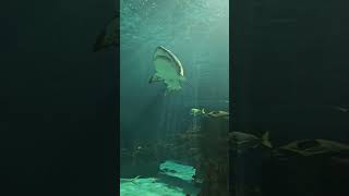 Movator at Ripley's Aquarium Canada
