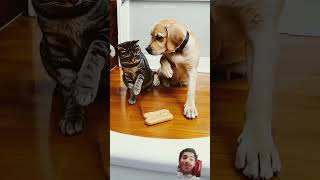 #catstagram #cat #kitten #petstagram #cutecat #funny #dog #catanddog #trending