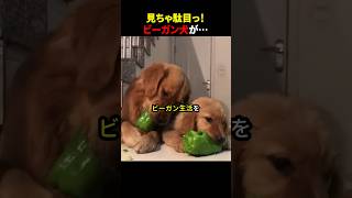 見ちゃ駄目っ!ビーガン犬が… #ほっこりショート