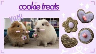 DIY Cookie Treats for Guinea Pigs 🍪