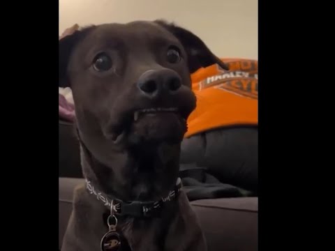 Try Not To Laugh Cats And Dogs Videos 😁 - New Funny Animals Video 2024