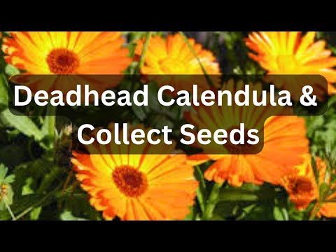 Deadhead & Collect Calendula Seeds | Pot Marigold