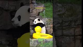 summer vs. little yellow duck #panda #cuteanimals #cute #pandacub #cutepanda #giantpanda #pandapic