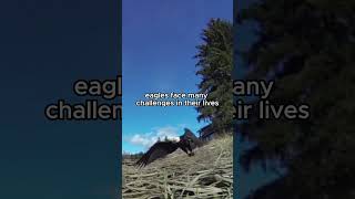 The Eagle Mentality | Eagle Attitude | A life Lesson From The Eagle | Eagle Motivational Video.11.ai