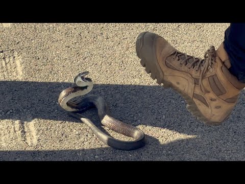 Snake Road Herping fall 2023