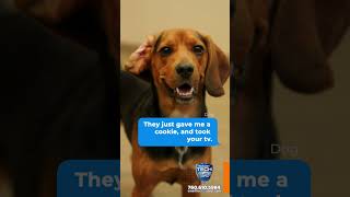 If your “security system” can be bribed with a snack, it’s time for a real upgrade 🐶🍪