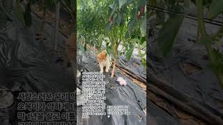 고양이 별에서는 아프지말고 건강하자 오복아