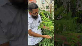 পুষ্টির ডিনামাইট সাজনা সজনের আশ্চর্যজনক ১০টি  স্বাস্থ্য উপকারিতা10 Magical Health Benefits Of Sajna