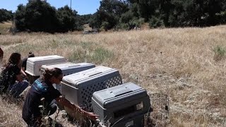 【天下新聞】南加州: 郊狼幼崽在Eagle Peak保護區被釋放 SoCal: Coyote pups released at Eagle Peak Preserve
