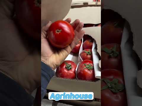 #TomatoExport#TomatoExportToRussia#RussianMarket#RussiaImport#AgroExportRussia#FreshProduceExport
