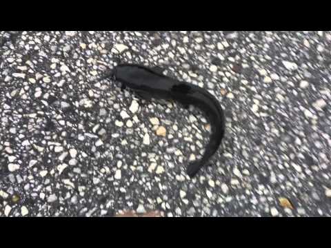 Typical Florida (part 2)