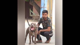 my all dogs check quality 💥💥💥 #Pitbulllovers #dogslovers #bully #pitbull #apbt #dogs #fighter