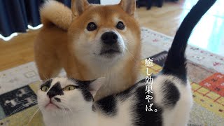 黒猫を治療し柴犬との癒しの光景が【後半ご報告アリ】