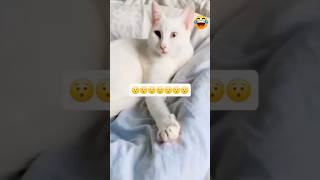 Cat funny video | Just wow! 😹🕺#cat #catvideos #funny #youtubeshorts #shorts #comedy